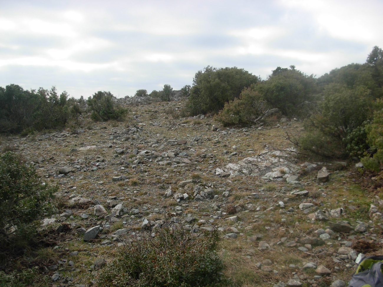 Jonopsidium savianum / Bivonea di Savi